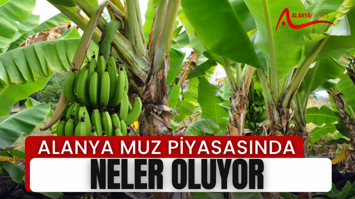 ALANYA MUZ PİYASASINDA  NELER OLUYOR.