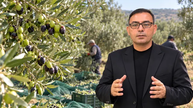 ALANYA’DA ZEYTİN ÜRETİCİLERİNE KRİTİK UYARI!